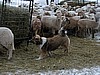 Shasta helps move sheep along